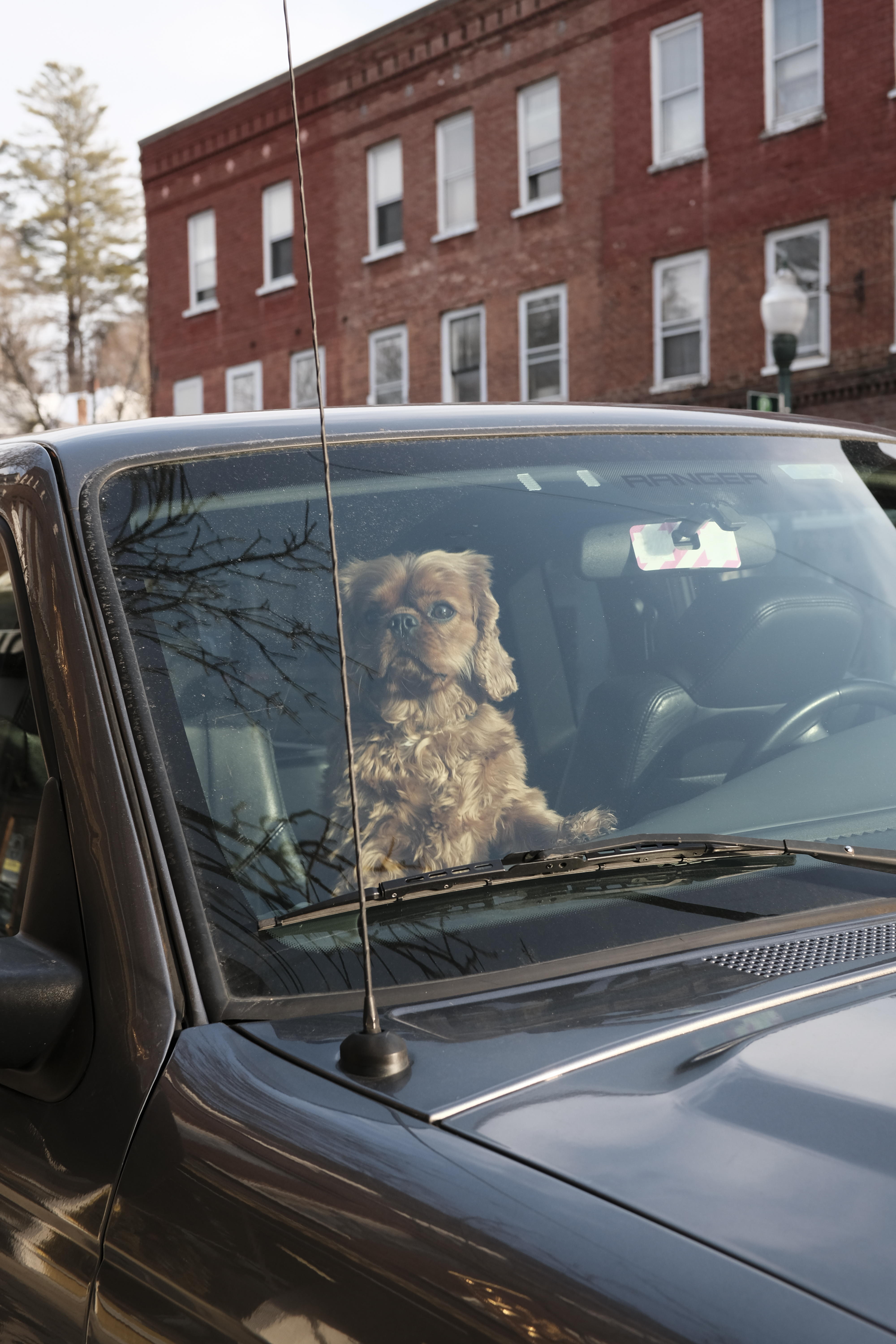 Dog looking into the camera from inside of a black car